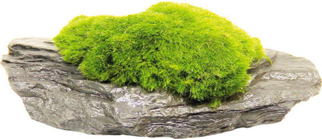 Mooskugel - Aegagropila Slate Rock ca. 10 x 8 x 5cm