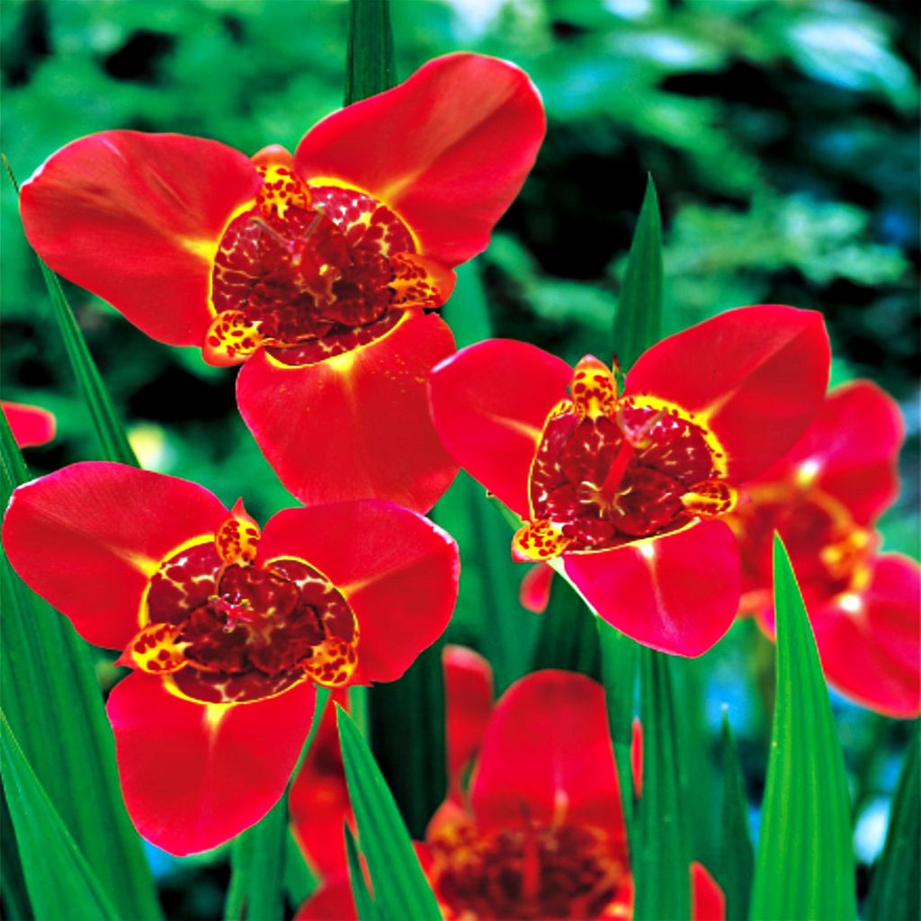 Tigerlilie Zwiebel Blumenzwiebel Kübel Tigrida Tigerlilien Produktbild 