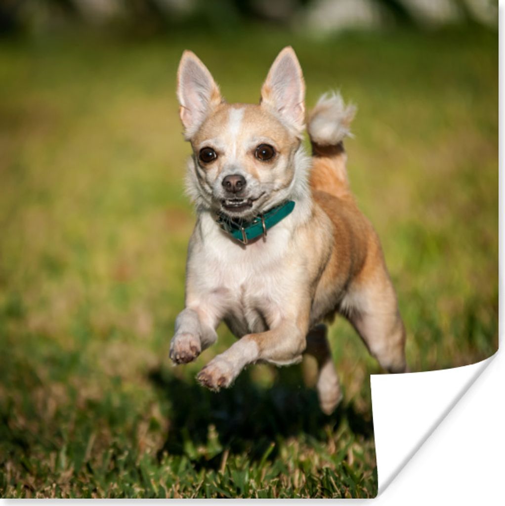 MuchoWow® Poster Ein lächelnder Chihuahua hüpft durch das Produktbild 