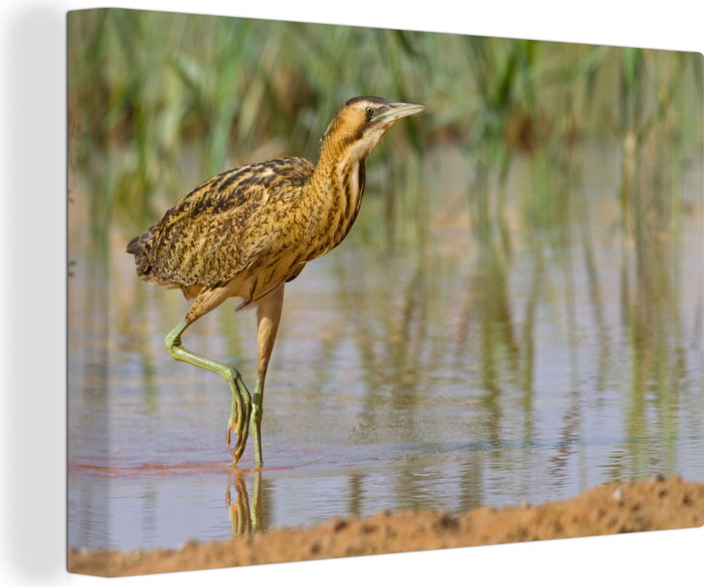 OneMillionCanvasses - Leinwandbilder - 140x90 cm, Eine im Wasser stehende Rohrdommel, Wandbilder Kunstdruck Wanddekoration - Foto auf Leinwand - ...