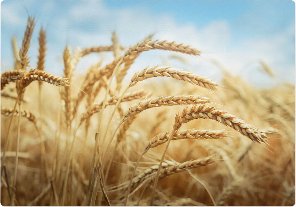 Ohren Im Feld – Bodenschutzmatte – Rutschfest – Schutzmatte für Büro – Vinylmatte – Stuhlunterlage – 100 x 100 cm