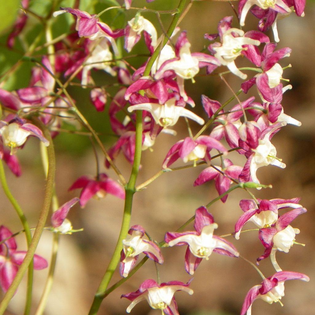 6 x Elfenblume - Epimedium grandiflorum 'Red Beauty' | Topf 9cm x 9cm