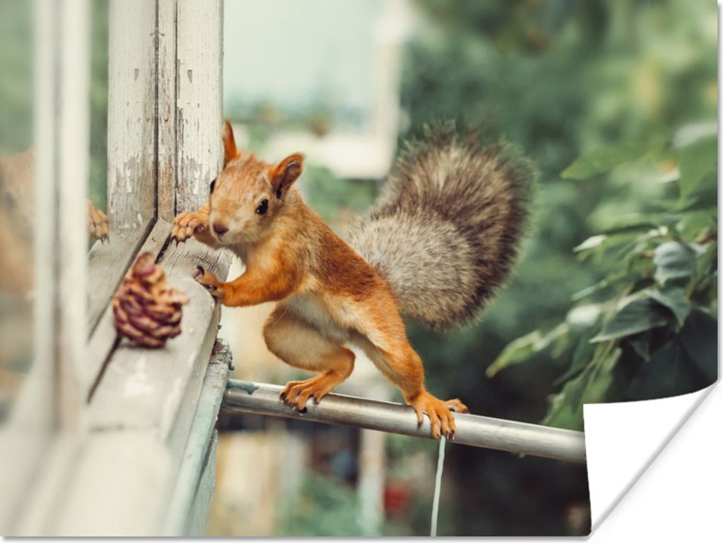 MuchoWow Poster Eichhörnchen - Fenster - Herbst - Tannenzapfen 40x30 cm - Plakate für die Wände - Poster Wohnzimmer