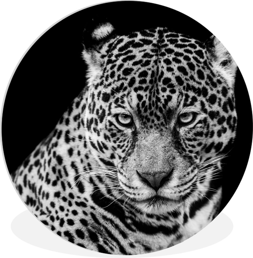 MuchoWow Rundes Wandbild - Runde Bilder Leopard - Tiere - Schwarz - Weiß - Porträt Ø 30 cm Kreis Wanddekoration Kunststoff - Wandkreis - Wands...