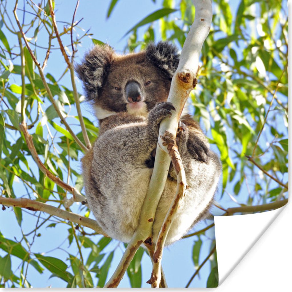 MuchoWow Poster Koala - Luft - Kinder - Jungen - Mädchen 50x50 cm - Wohnzimmerdekoration