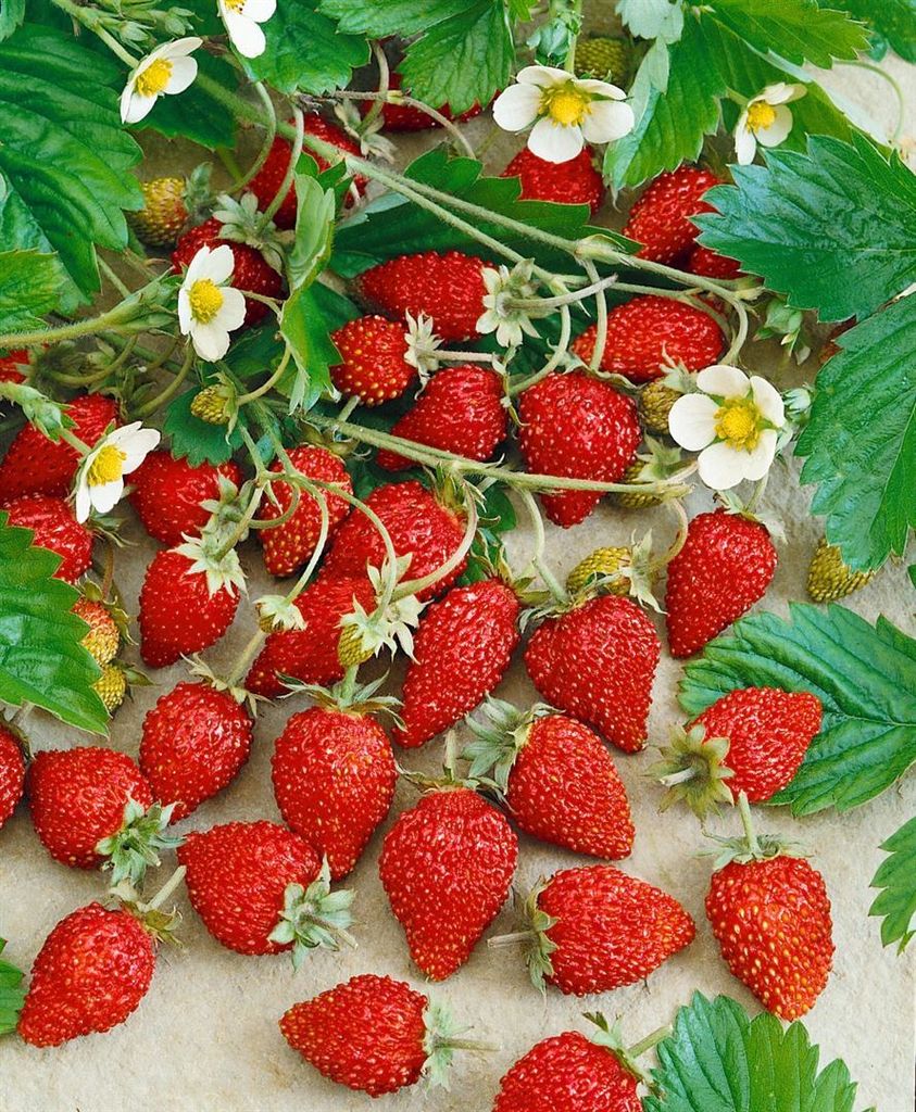 Fragaria vesca var. semperfl. 'Alexandria', Walderdbeere, Produktbild 