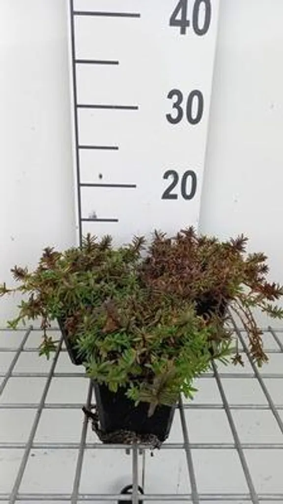 Oeillet Luminous Sparkle à Floraison Intense - 6 Plantes en Pots de 9cm