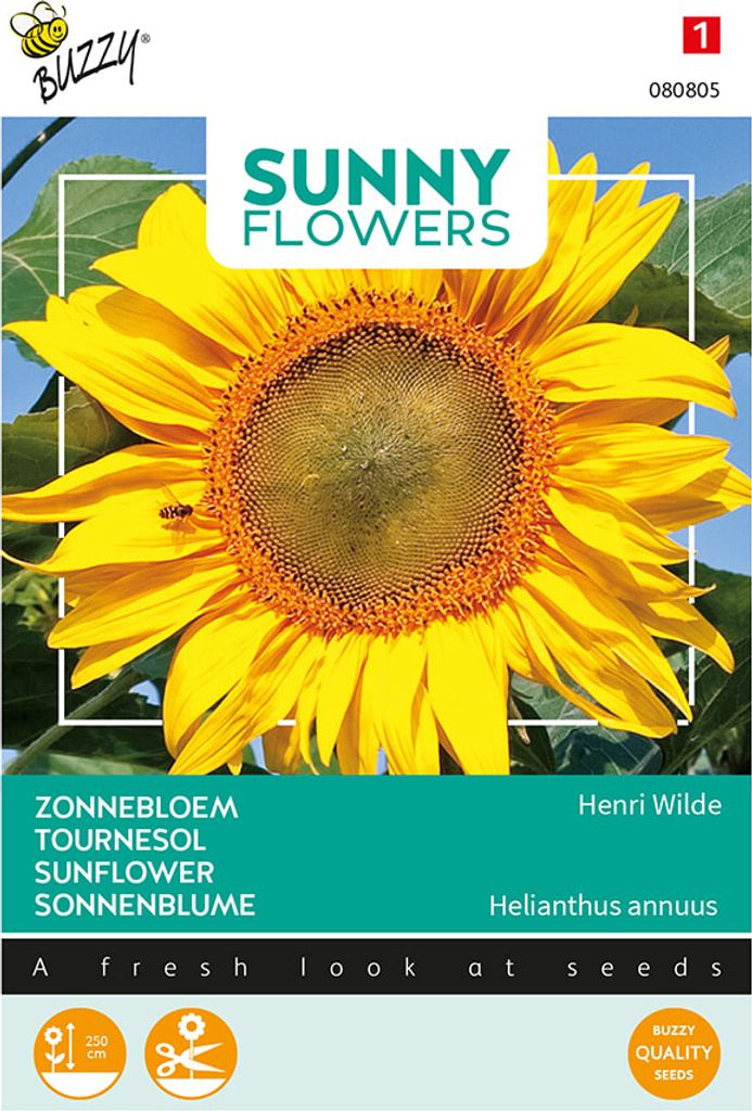 Slunečnice Henri Wilde | Semena slunečnice od Buzzy Seeds Obrázek produktu 