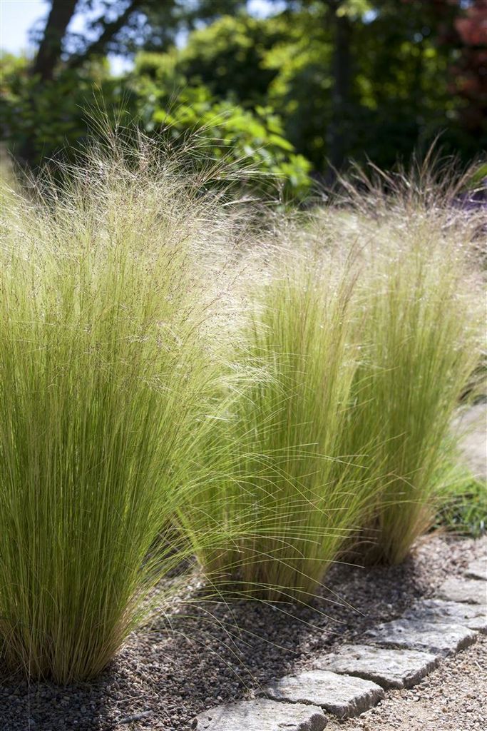 Stipa tenuissima 'Ponytails', Ziergras, ca. 1L Topf Produktbild 