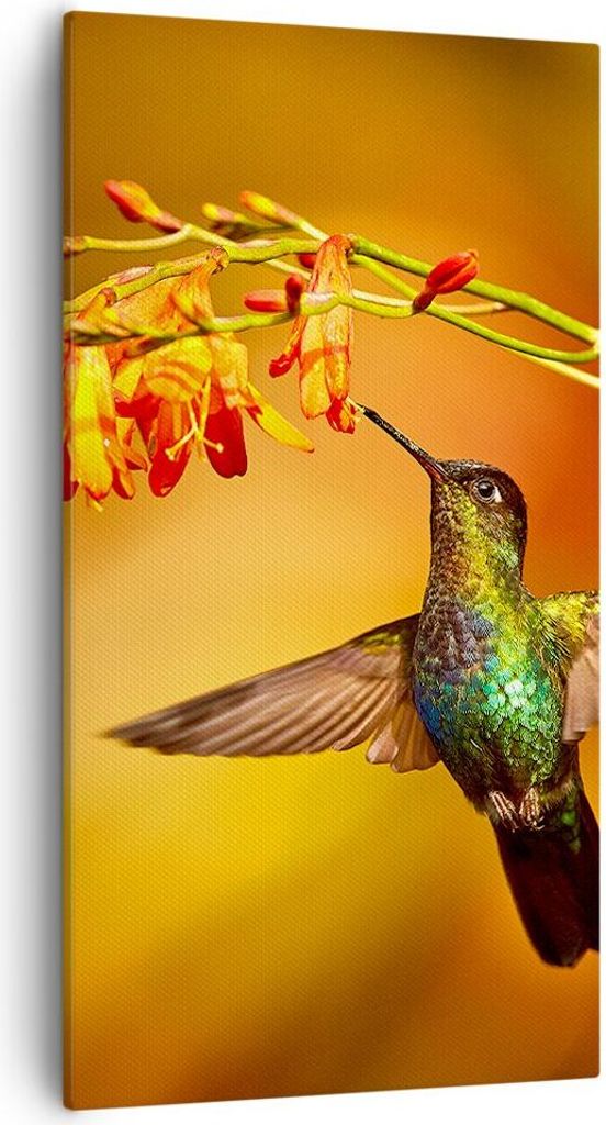Bild auf Leinwand - Leinwandbild - Kolibri Vogel Sommer - 55x100cm - Wand Bild - Wanddeko - Leinwanddruck - Bilder - Kunstdruck - Wanddekoration - ...