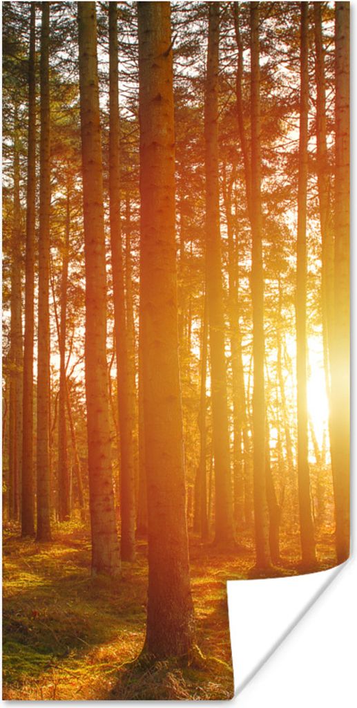 MuchoWow Poster Herbst - Wald - Sonne 40x80 cm - Dekoration