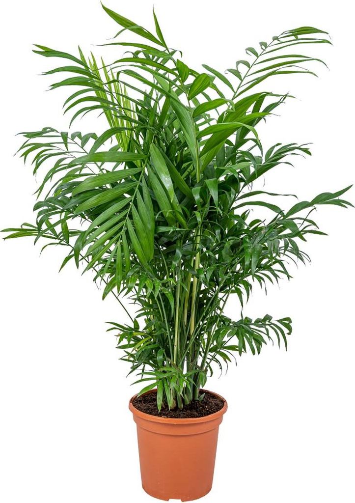 Bloomique - Chamaedorea Elegans - Bergpalme - Zimmerpflanzen - Pflegeleicht - Haustierfreundlich - Höhe 50-70 cm - Topf 17 cm