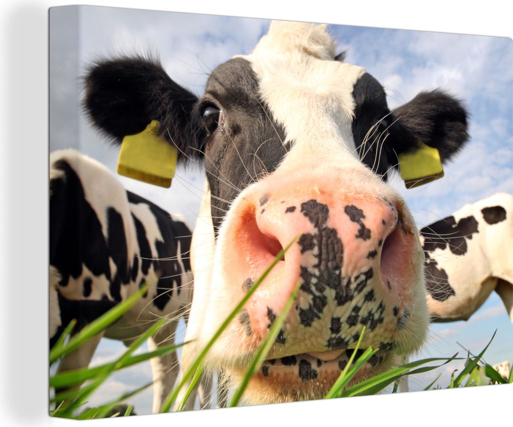 OneMillionCanvasses - Leinwandbilder - 150x100 cm, Kuh - Bauernhof - Gras - Tiere, Wandbilder Kunstdruck Wanddekoration - Foto auf Leinwand - Gem...