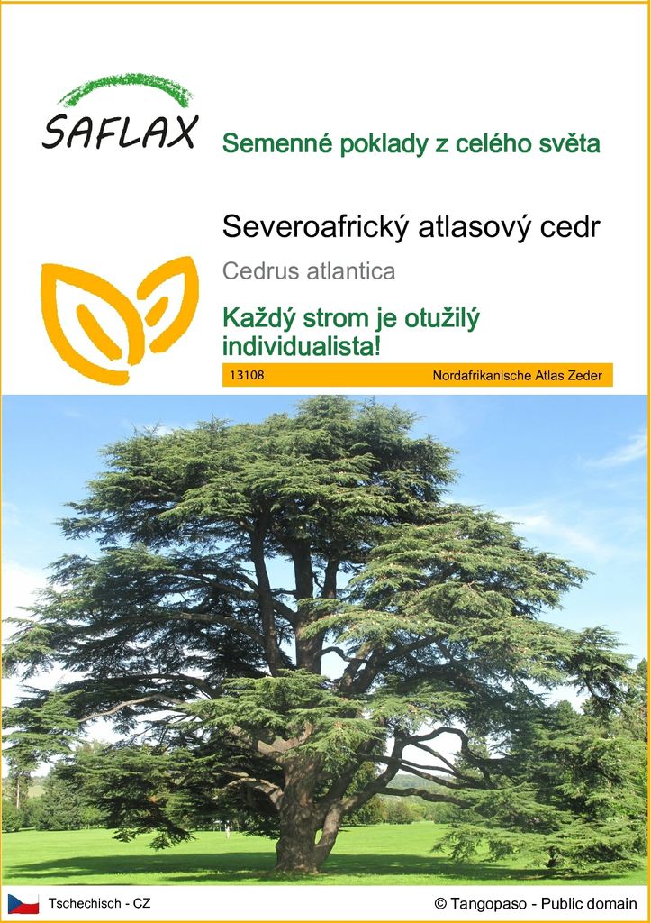SAFLAX - Severoafrický atlasový cedr - Cedrus atlantica - Obrázek produktu 