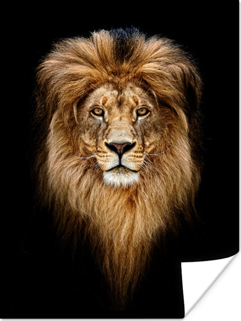 MuchoWow Poster Löwen - Porträt - Farben 90x120 cm - Wohnzimmer