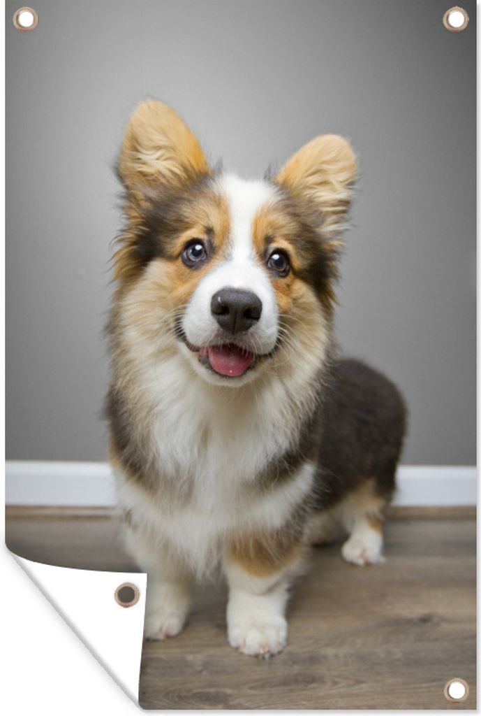 MuchoWow 60x90 cm Outdoor-Poster Gartendeko Sichtschutz Garten Poster für den Garten Flauschiger Corgi-Welpe