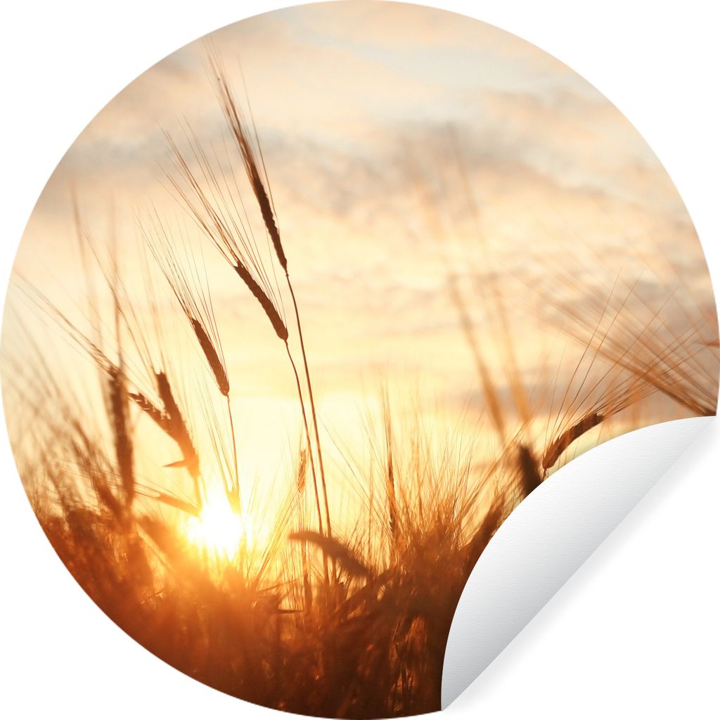 MuchoWow Runde Wandtattoo - Wandsticker Tapete Aufkleber Schilf - Gras - Sonnenuntergang - Natur - Horizont Ø 80 cm Selbstklebend und Reposition...