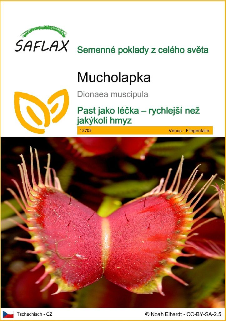 SAFLAX - Mucholapka - Dionaea muscipula - 10 Semena Obrázek produktu 