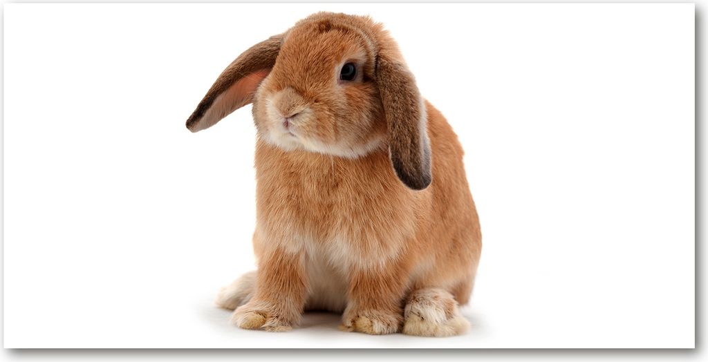 Tulup Küchenrückwand Spritzschutz aus Glas -100x50 -Spritzschutz auf gehärtetes GlasDeko Tiere Kaninchen Rothaarig