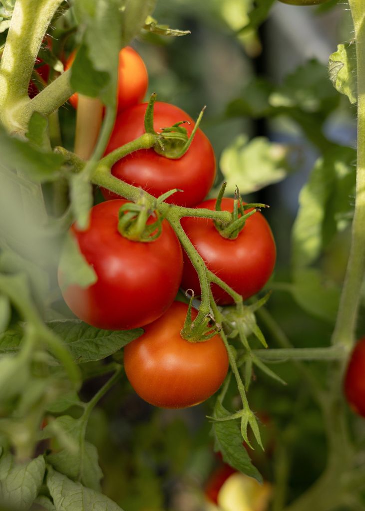 Tomatensamen Money Maker – Historische englische Salattomate – 10 Samen für Garten Gewächshaus & Hochbeet – Ertragreiche samenfeste Sorte