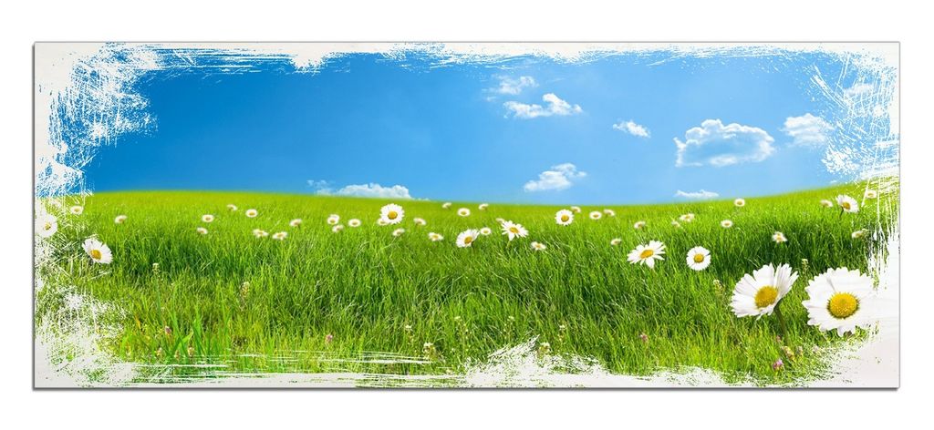 Wallario Kunstdrucke Wandbilder Holz in : Brillante Farben, Größe 50 x 125 cm Motiv Sommerwiese - Weiße Gänseblümchen vor blauem Himmel