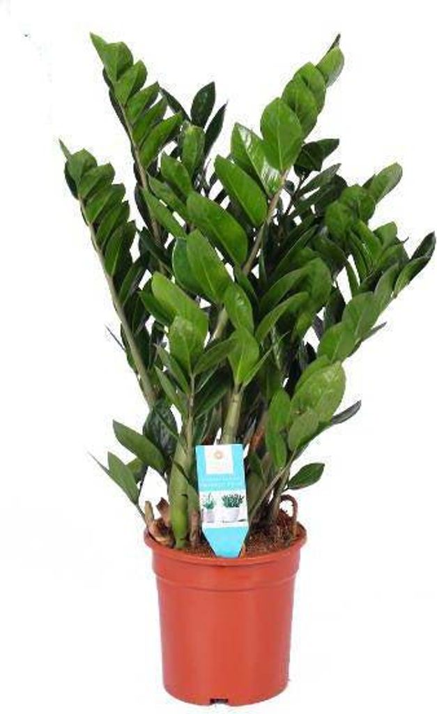 Glücksfeder Zamioculcas Zamiifolia Zimmerpflanze Ø21cm 95cm pflegeleicht Deko