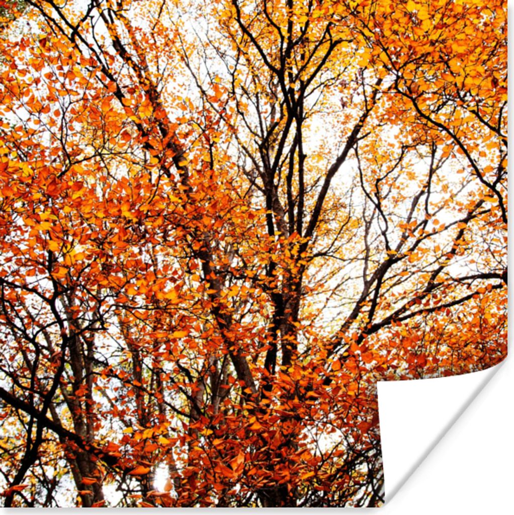 MuchoWow Poster Wald - Herbst - Jahreszeiten 30x30 cm - Wandposter - Printing