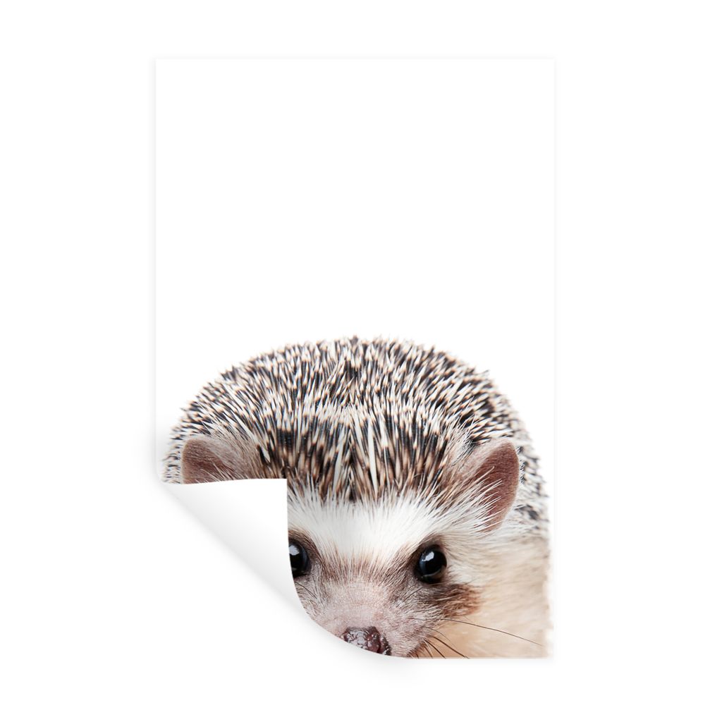MuchoWow Wandtattoo Wandsticker Wandaufkleber Igel - Tiere - Natur - Weiß 80x120 cm Selbstklebend und Repositionierbar - Repositionierbar - Wass...