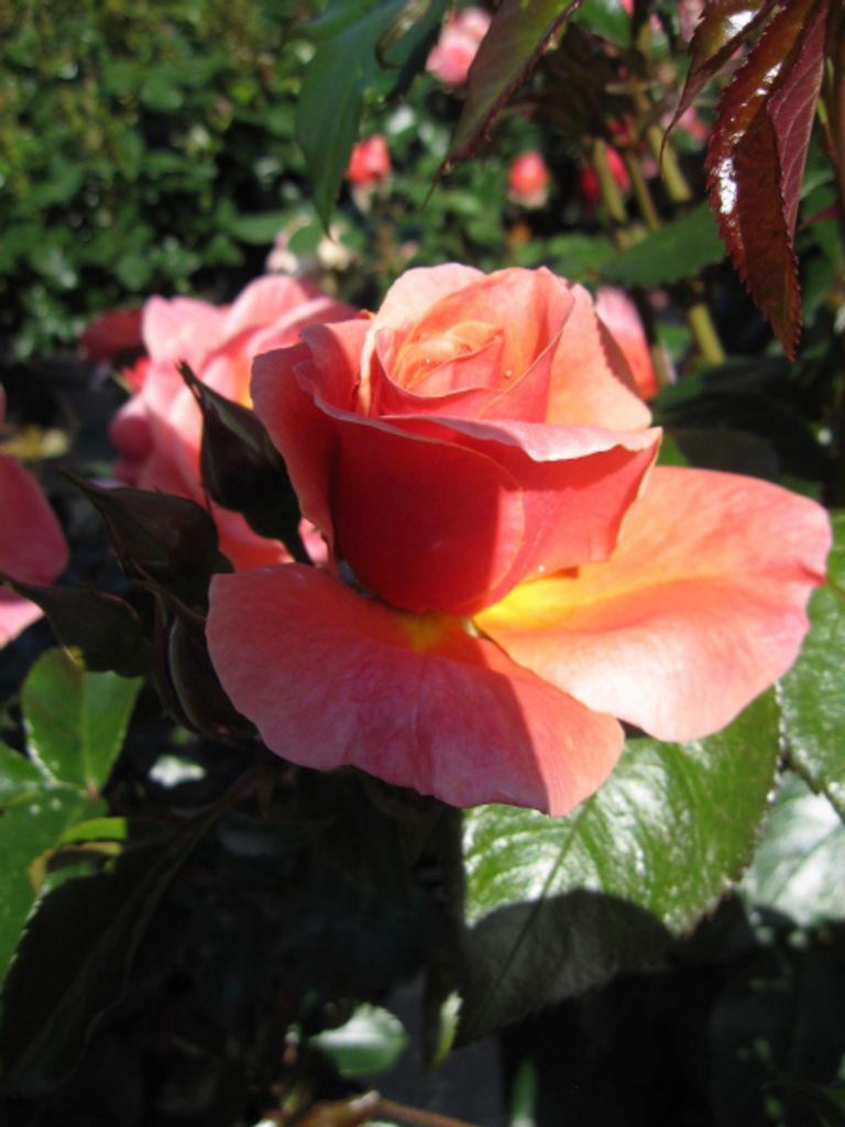 Beetrose Melusina - Rosa Melusina - Tantau Rose