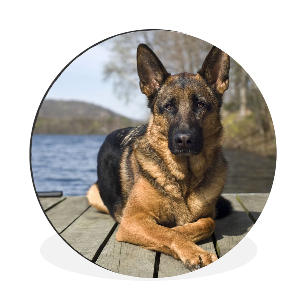 MuchoWow Aluminium Wandkreis Ein Deutscher Schäferhund auf einer Mole Ø 30 cm Wanddeko Modern Wohnzimmer - Wand Bild - Wohnzimmer - Runde Bilde...
