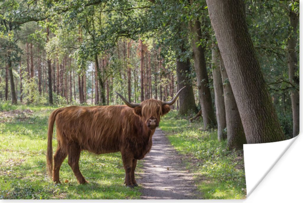 MuchoWow Poster Schottischer Highlander - Kröte - Baum 30x20 cm - Plakate - Print