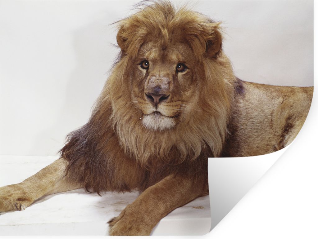 MuchoWow - Faltenfrei