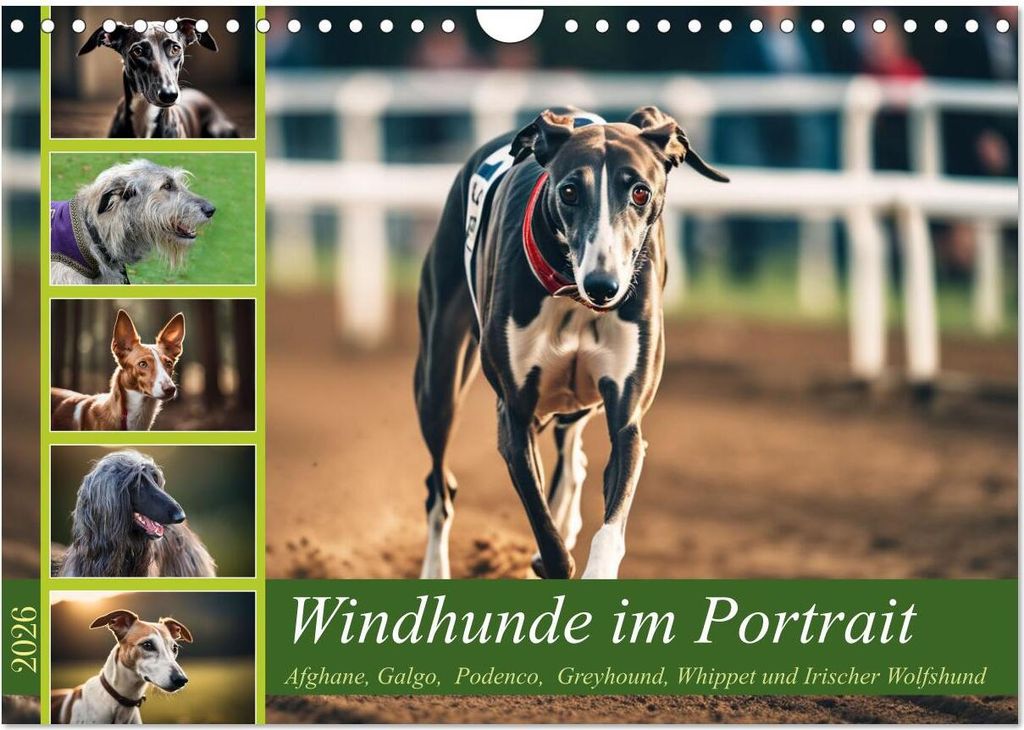 Windhunde im Portrait (Wandkalender 2026 DIN A4 quer), CALVENDO Monatskalender