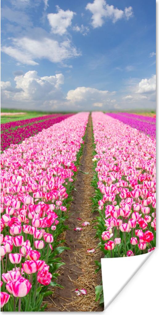 MuchoWow Poster Tulpen - Sonne - Frühling 20x40 cm - Plakat - Foto