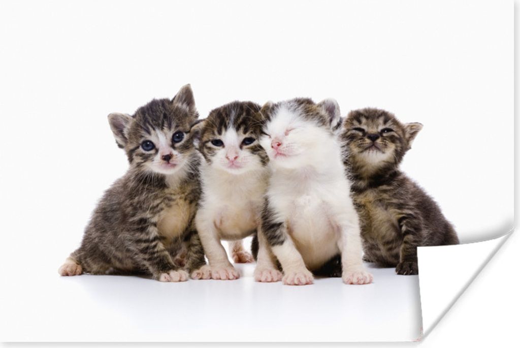 MuchoWow Poster Katze - Haustiere - Fell - Porträt 180x120 cm - Fotoplakat
