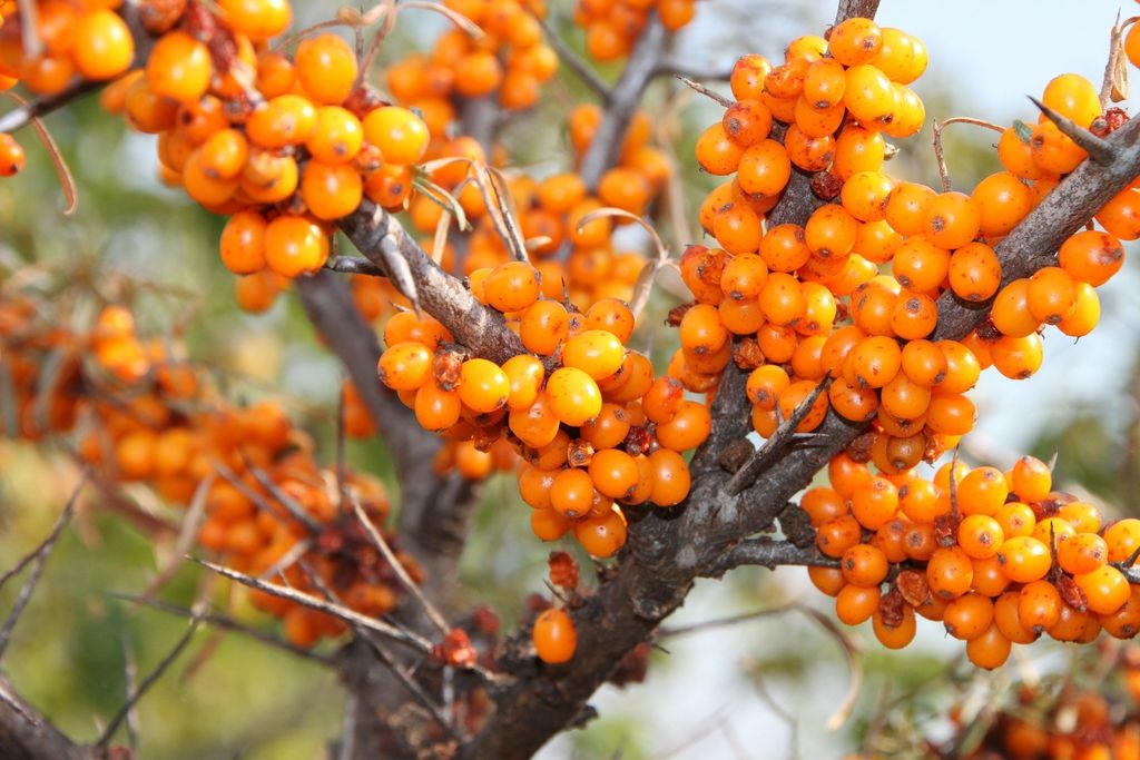 Friesdorfer Orange selbstfruchtbare Sanddornsorte Sanddorn Produktbild 