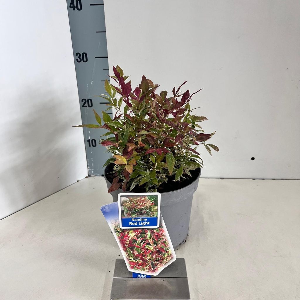 Nandina domestica Red Light - Himmelsbambus | 20-25 cm im Topf