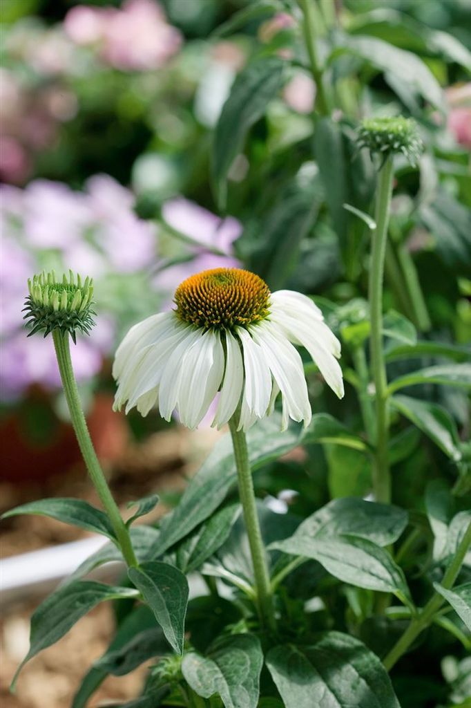 Echinacea purpurea 'Baby Swan White', weiß, ca. 9x9 cm Topf