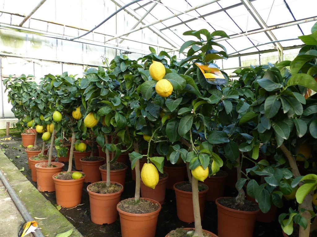 Grünwaren: echter Zitronenbaum 70 - 100 cm Zitrone Citrus Produktbild 