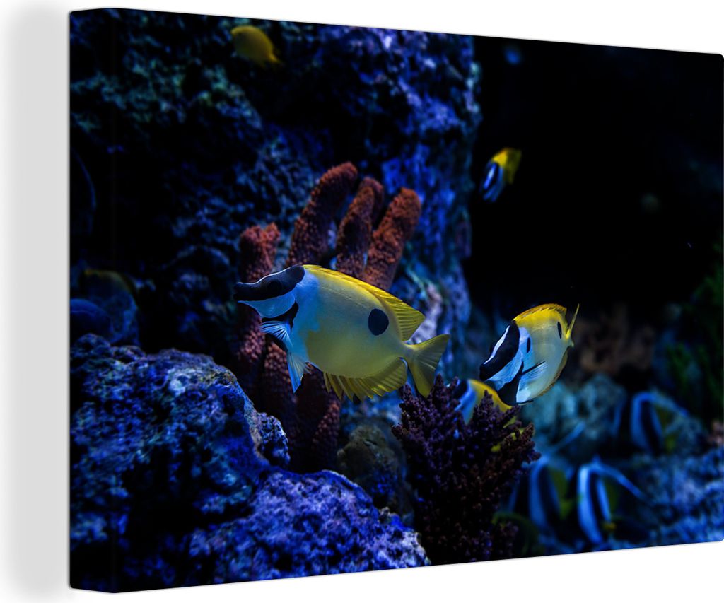 OneMillionCanvasses - Leinwandbilder - 150x100 cm, Aquarienfische in einem Aquarium in Singapur., Wandbilder Kunstdruck Wanddekoration