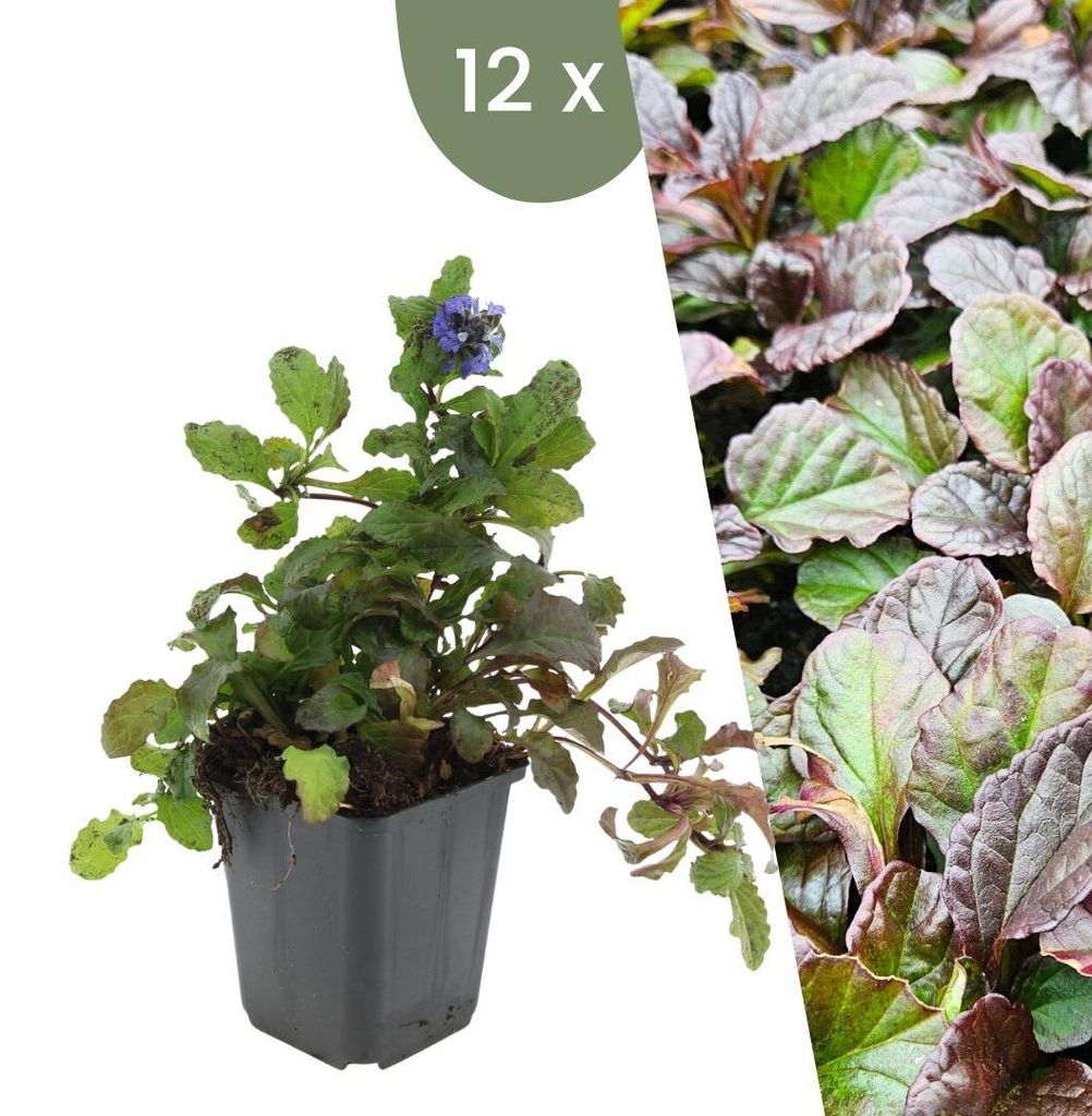 Plants by Frank | 12 Plantes de bugle | Ajuga reptans | Image du produit 