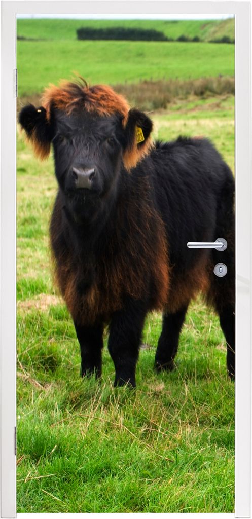 MuchoWow Türtapete Selbstklebende Türfolie Schottische Highlander - Gras - Kühe 90x215 cm Türposter Türaufkleber Klebefolie Türklebefolie -...