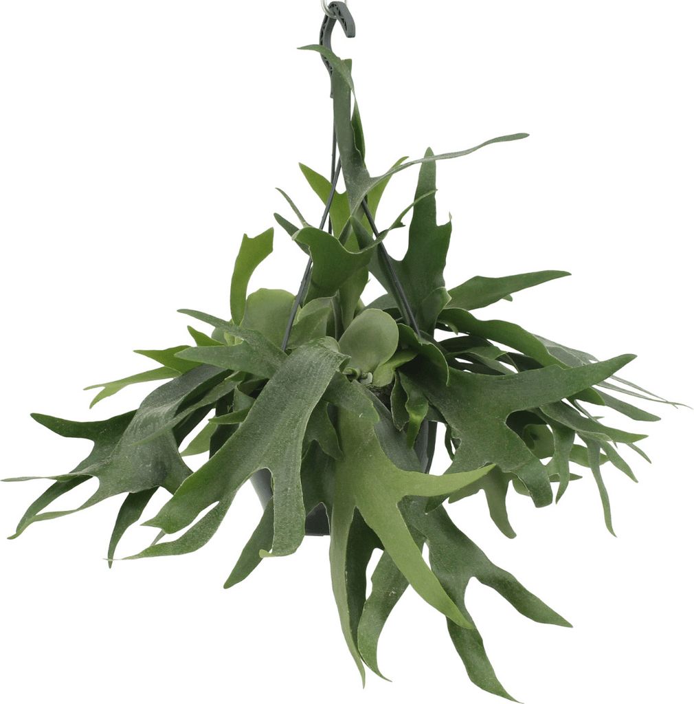 Meergroothandel Platycerium Hirschhorn (fougère corne de Image du produit 