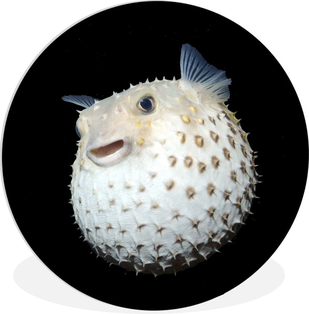 MuchoWow Rundes Wandbild - Runde Bilder Fische - Meerestiere - Porträt Ø 60 cm Kreis Wanddekoration Kunststoff - Wandkreis - Wandschmuck - Wand...