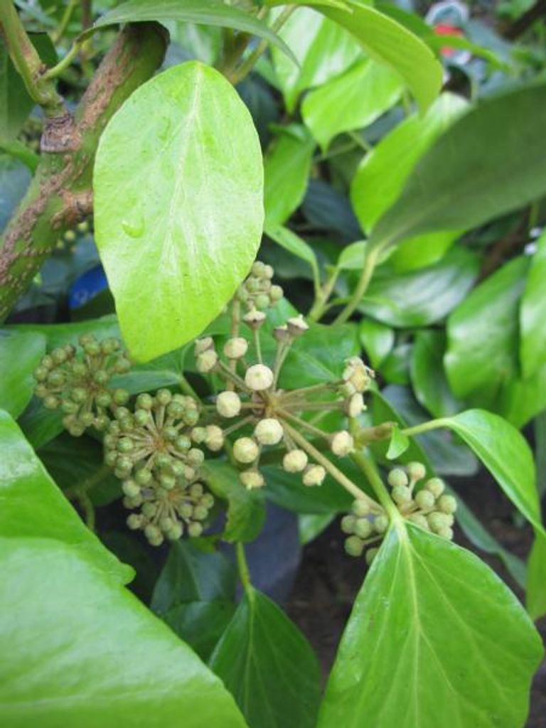 Kaukasischer Strauch-Efeu Fall Favourite - Hedera colchica - 30-40cm