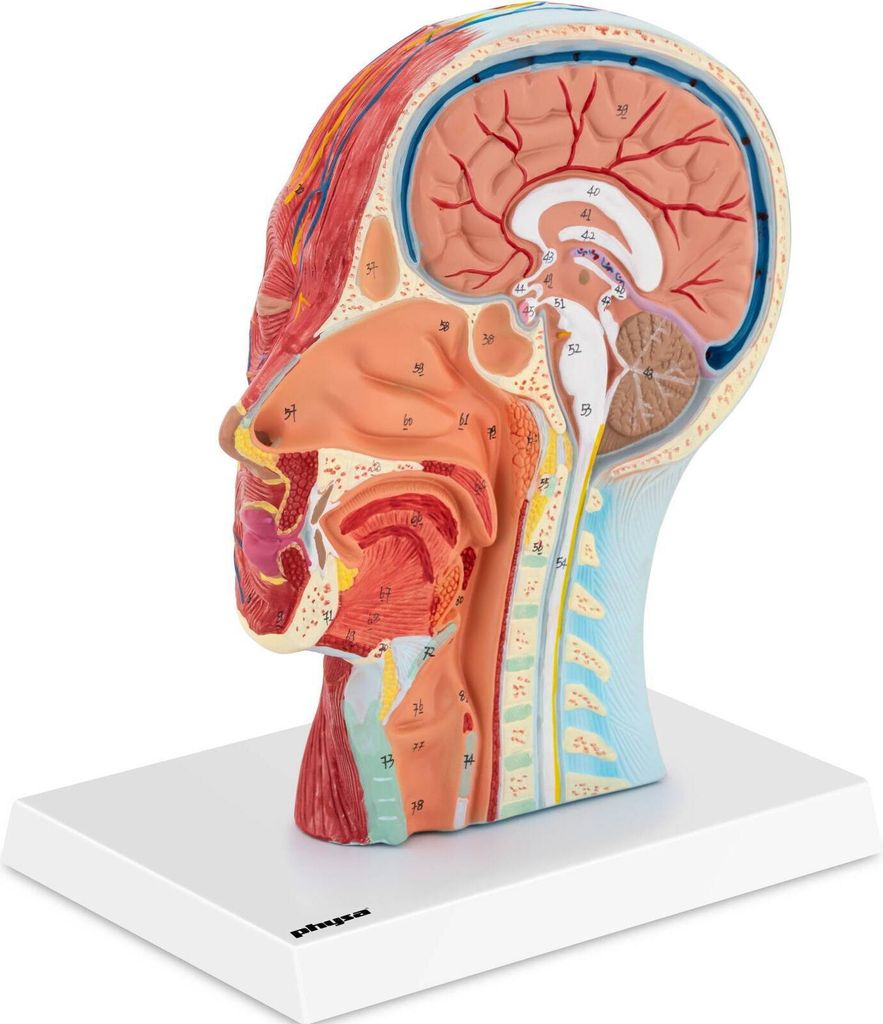 physa Anatomie Schädel - Medianschnitt - Originalgröße Produktbild 1