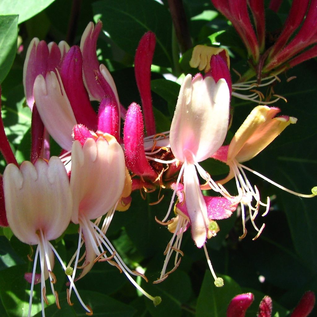 Heckrotts Geißblatt American Beauty 2L