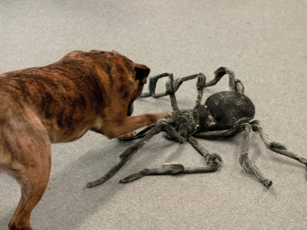 Europalms Monsterspider 130cm - Araignée géante décorative Halloween - 2