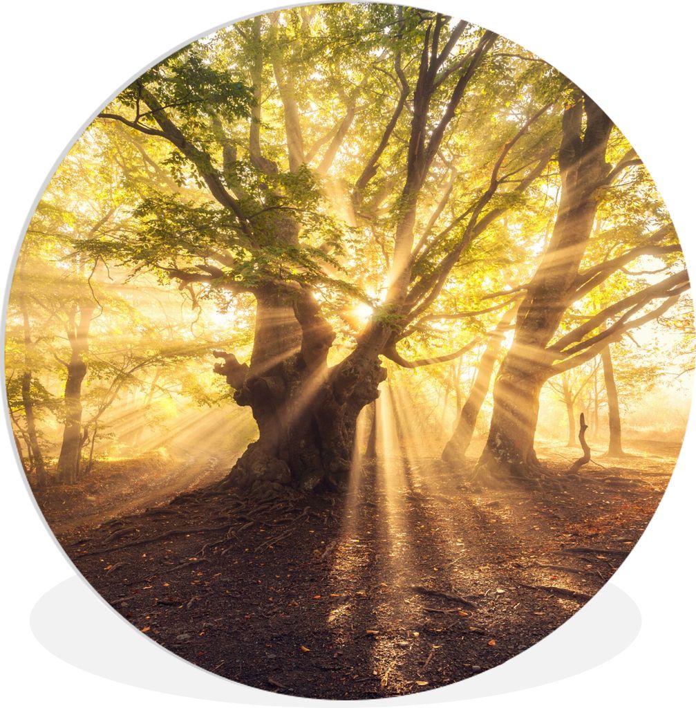 MuchoWow Rundes Wandbild - Runde Bilder Baum - Wald - Sonne Ø 30 cm Kreis Wanddekoration Kunststoff - Wandkreis - Wandschmuck - Schlafzimmer - B...