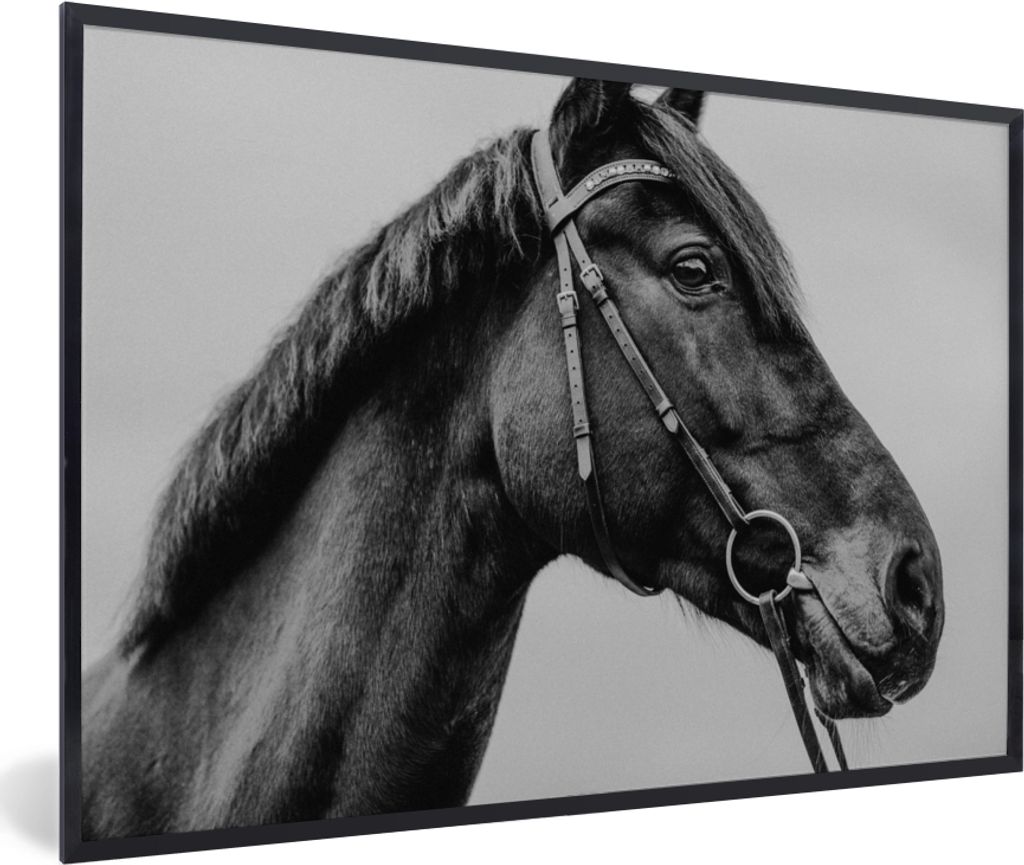 MuchoWow MuchoWow Gerahmtes Poster Pferd - Halfter - Porträt 30x20 cm - Poster mit zchwarzem Bilderrahmen - Kunstdruck - Bild-Poster